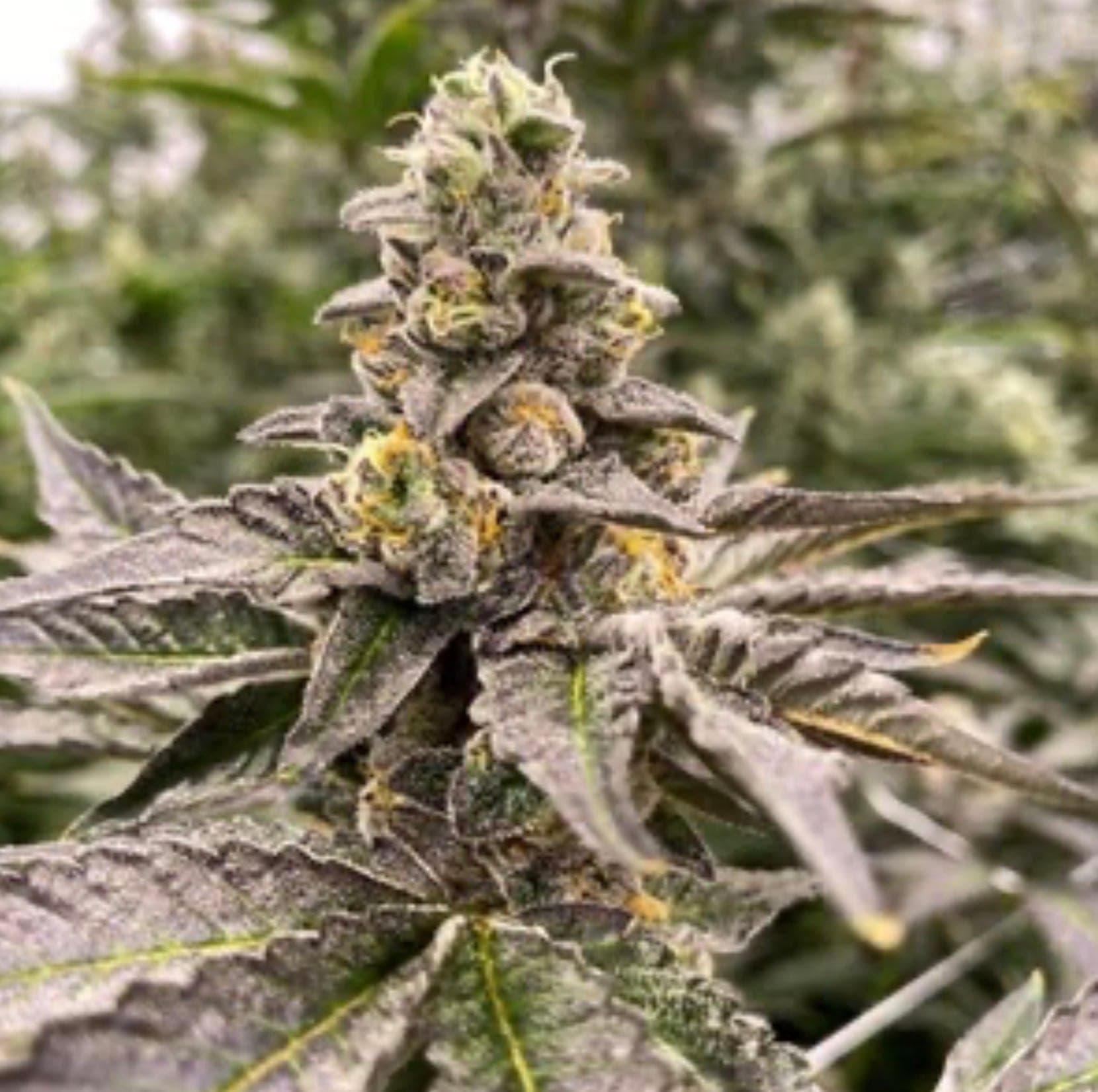 Gummy Mints Auto