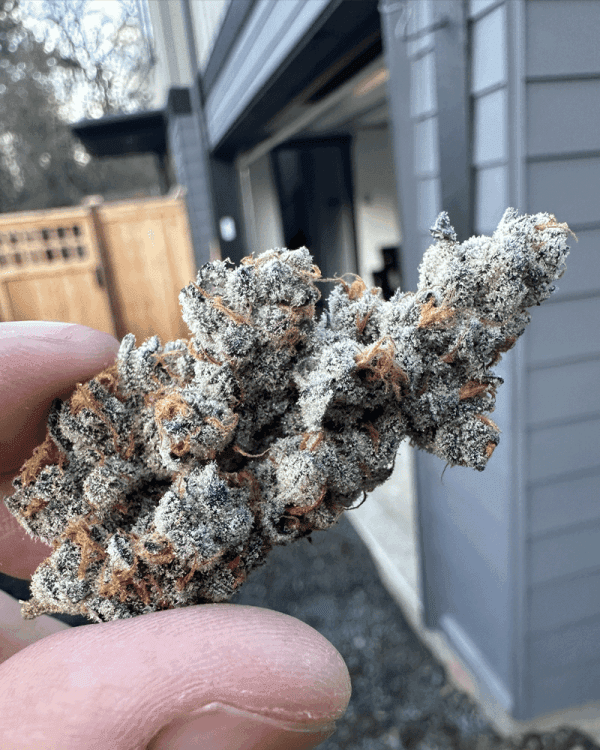 DIAMOND DAGGERS