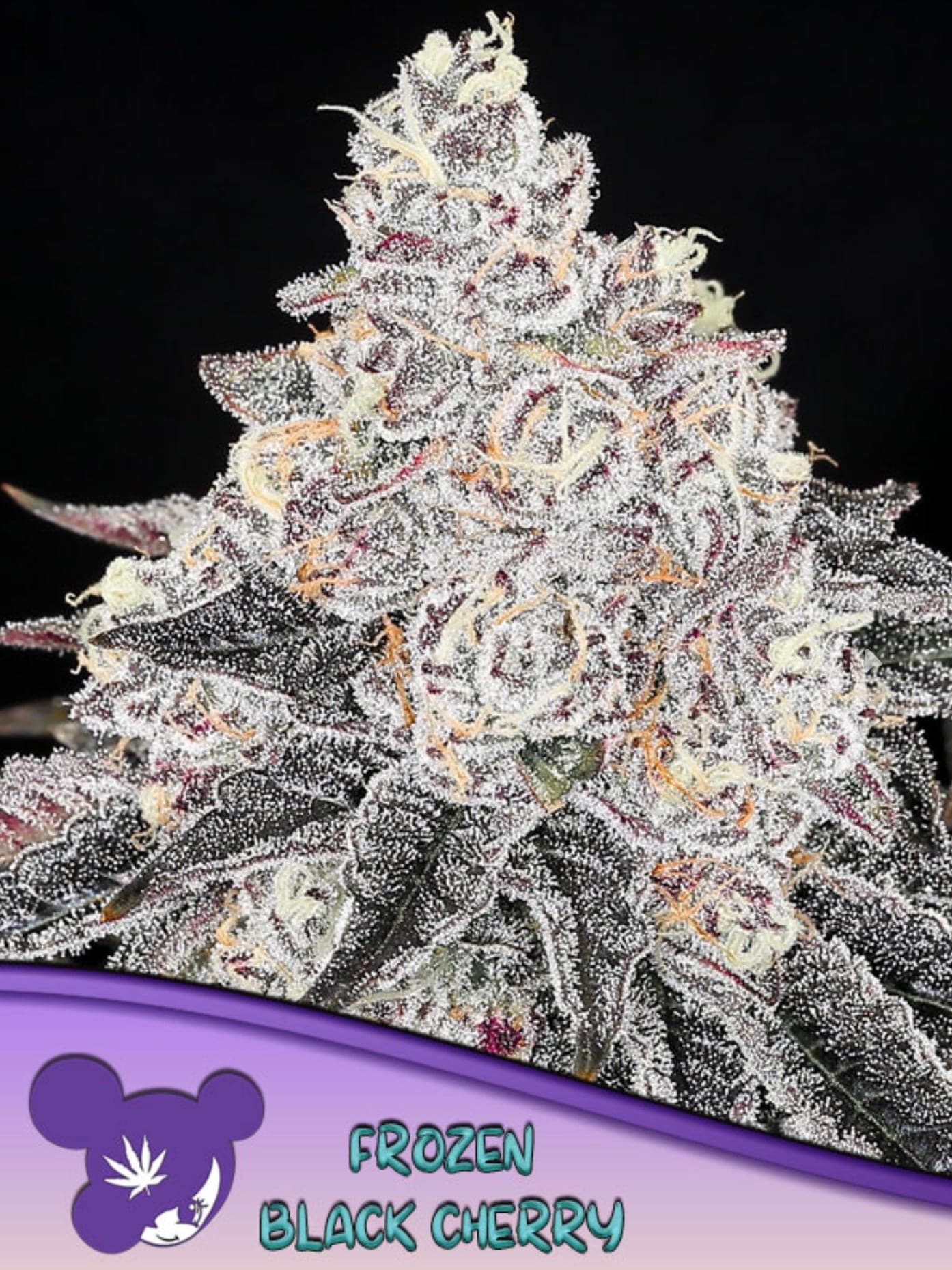 Black Frozen Cherry